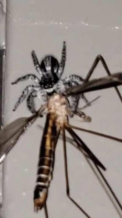 Jumping spider at my work caught a CRANE FLY! So cool. Very proud.