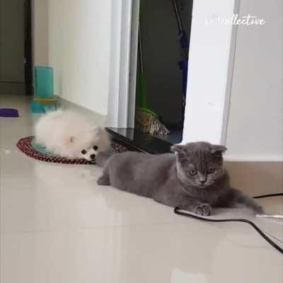 I think this hurts the cat