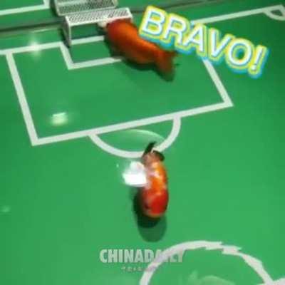 Goldfish playing football