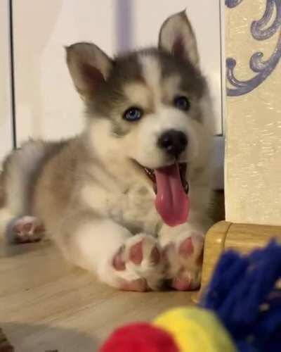 Felt cute. Might chew the ethernet cable later