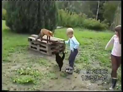 Cat bravely slapping a fox!