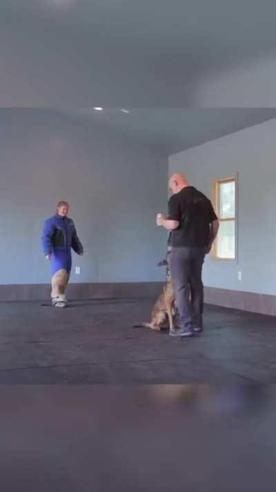 A trained K9 dog protecting his handler