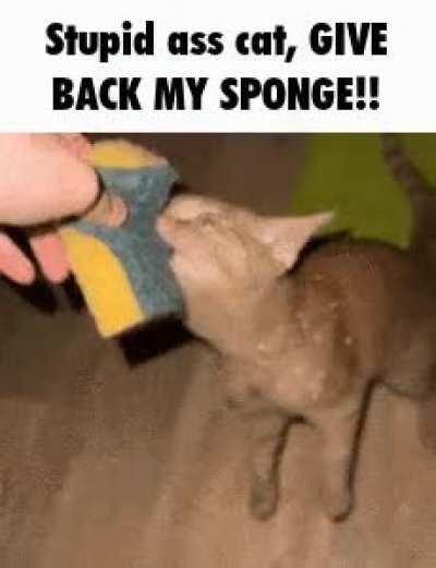 Thas cant Bee happenin!!!!! Snake bog bee Attacked buy a fat