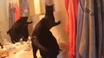 My wife made a little compilation of our naughty boy