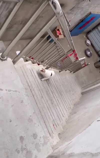 This is why female cats live longer.