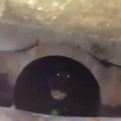 Man discovers huge alligator in his sewer drain 🐊