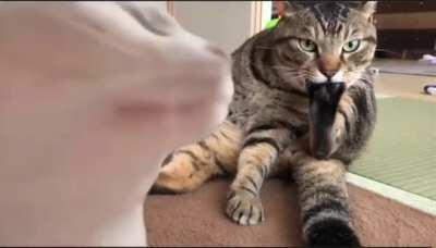 This sounds like a lullaby but I have no idea what this song is.