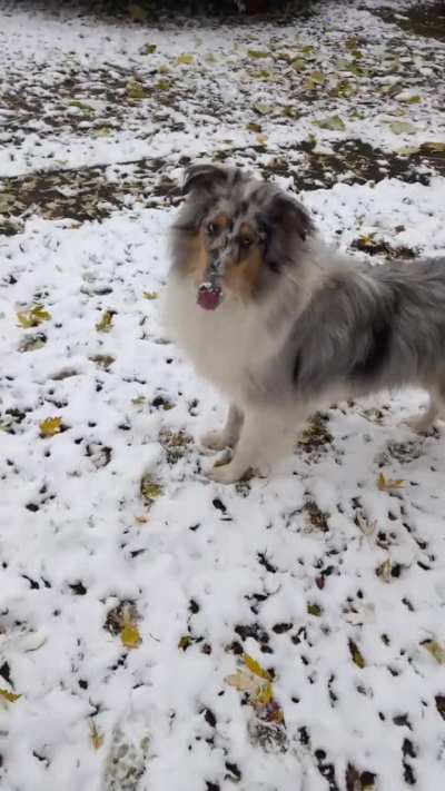 First snowfall and a happy dog
