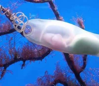 🔥This Shark Embryo