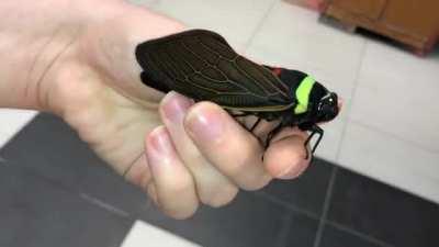 I seriously thought it was mechanical at first!