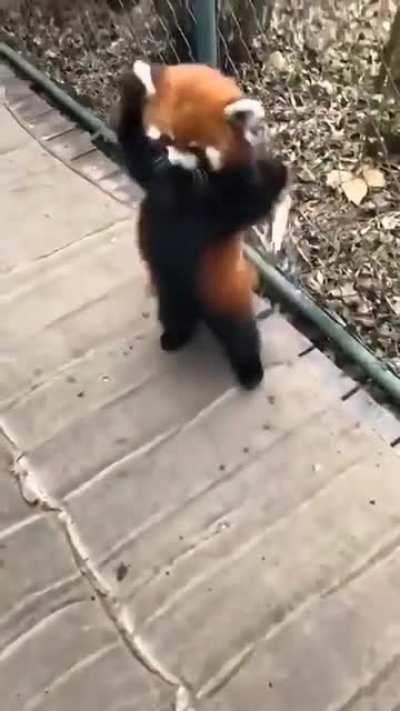 Back for another panda