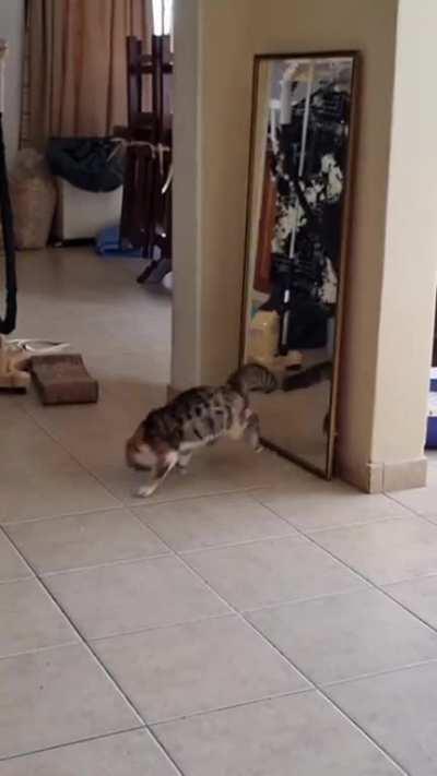 Cat has an issue with its reflection 