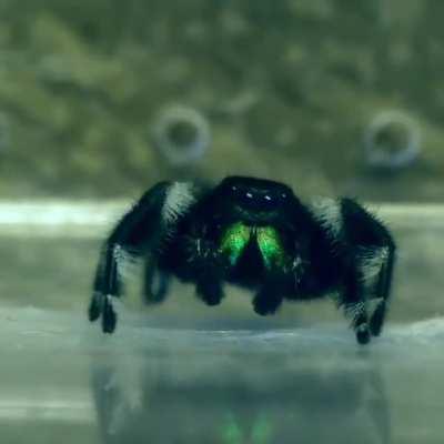 His cleaning ritual is so damn cute :) pt2