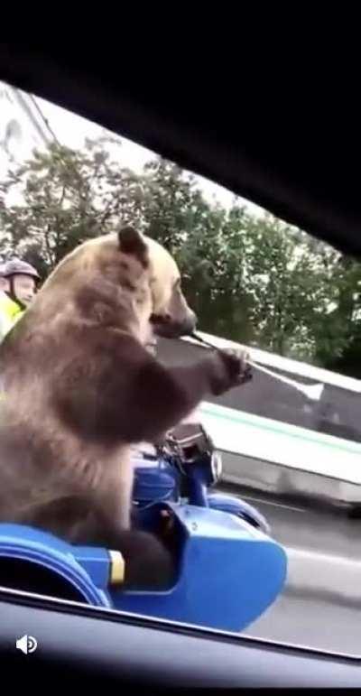 Bear sidekick