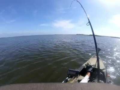 30lb Black Drum bitten in half by a big bull shark