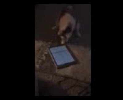 My mom's cat, Marshmallow, loves playing on the iPad. Mom said, 