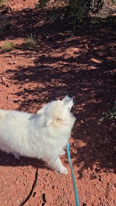 Couple of pups I sit sometimes for extra cash telling the firetruck what's up