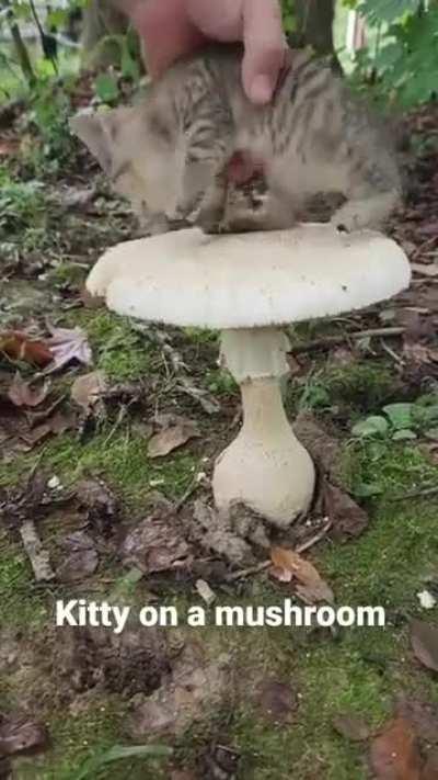 Addicted to shrooms wunk