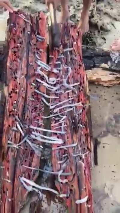 Brazilian snack from the inside of the tree