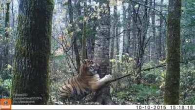 A rare sighting of a wild Siberian Tiger in Russia