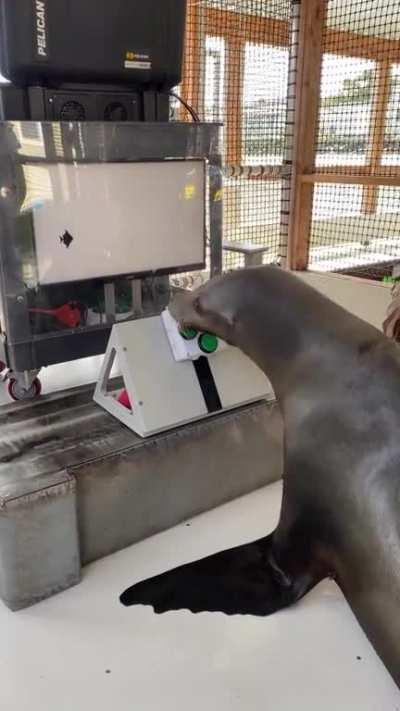 The US Navy's marine mammal program is teaching seals to play video games.