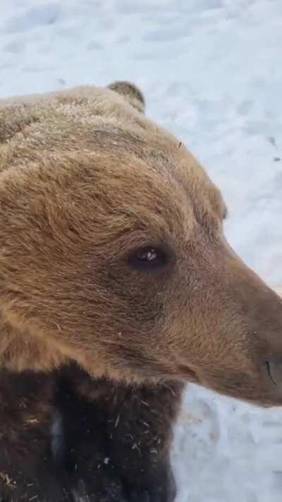Cute bear eating a pear