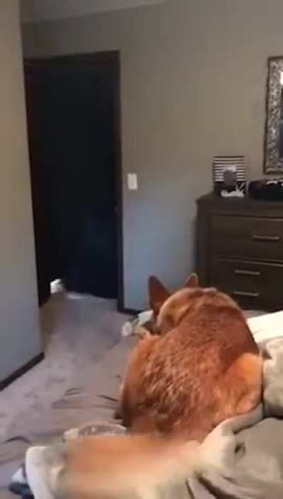 I’m gone, no I’m back. He is confused..😂🤣