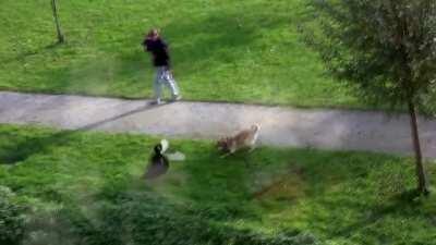 A good boy protects his humans