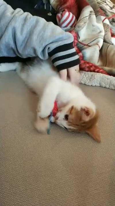 Apprehended a ferocious criminal that will not relent! What should I do?