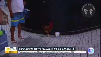 O verdadeiro pai de pet 