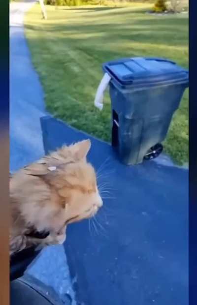 Heartless trash collector throws kittens into container
