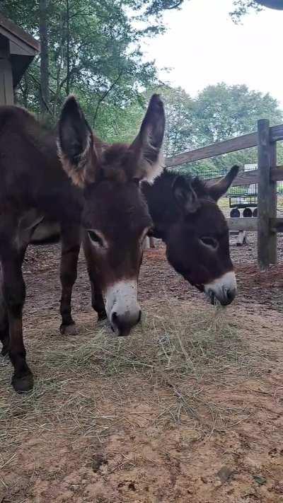 The sound of donkeys munching on hay, in the mornings always makes me smile. 