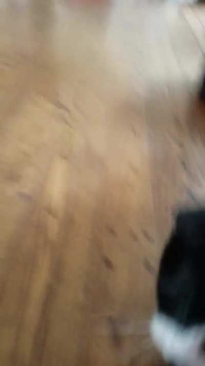 Buster....sweetest cat ever.