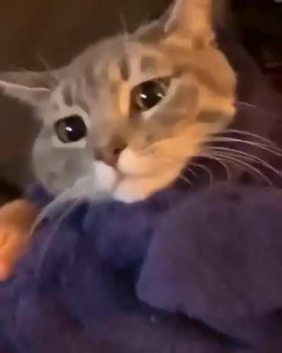 A very patient and tolerant Purrito