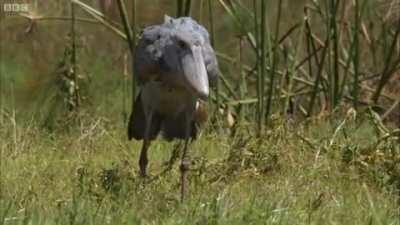 Despite a reputation for stupid look, the Shoebill Stork is a masterful hunter