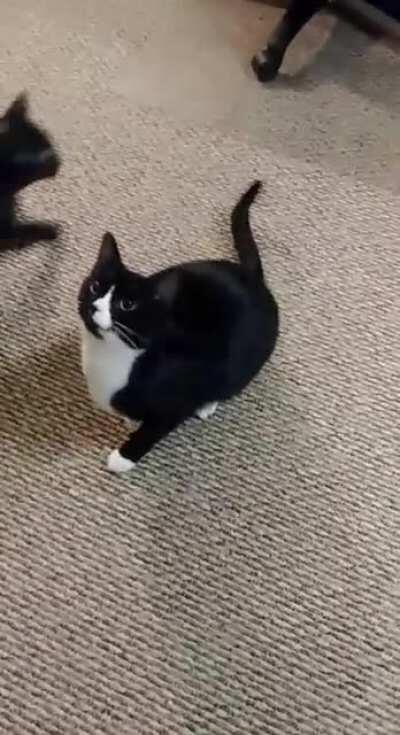 Excited chirpy meows for his favorite toy