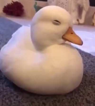 A tired duck slowly losing their fight with sleep