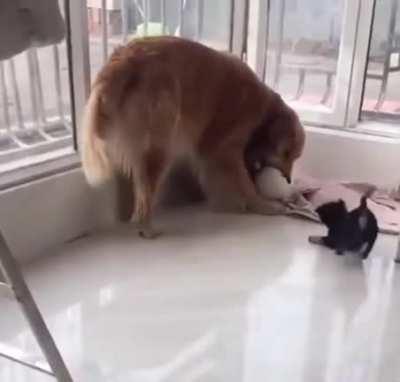 Golden doggo gets a little friend