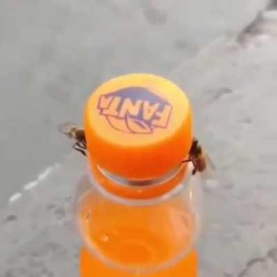 Bees 🐝 and Fanta