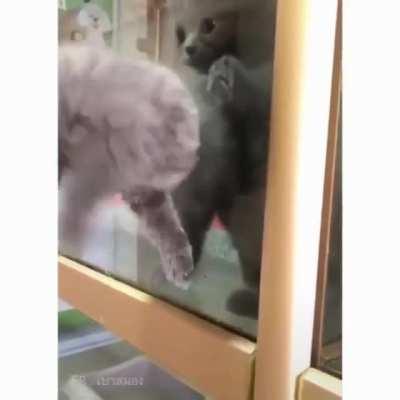 He will be known as T-1000