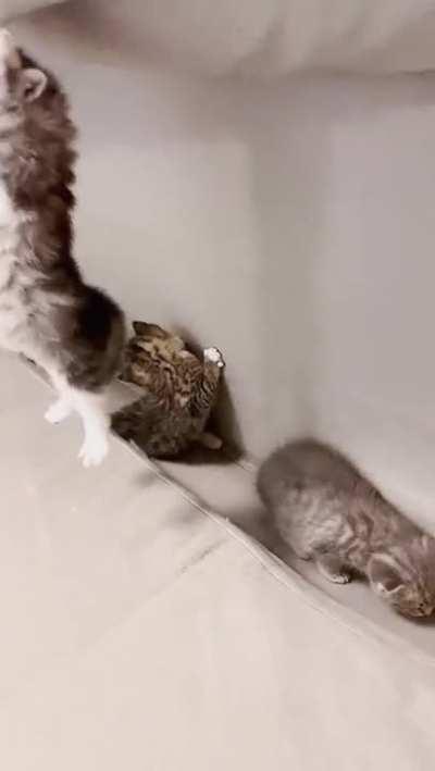 A secret cat sanctuary.