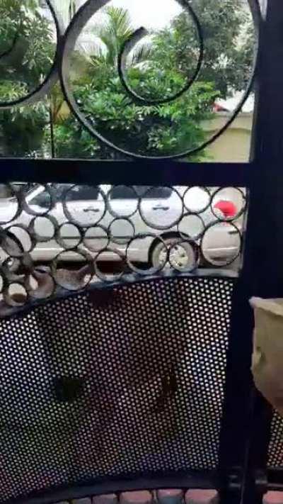 Cow wants bread but strictly no pats.