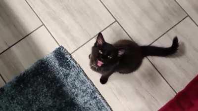 My most unique foster kitten yet