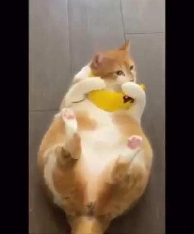 Chonker with scale!