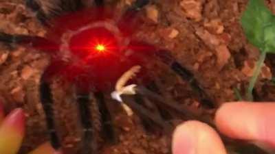 I didn't know L.Parahybanas were jumping spiders.