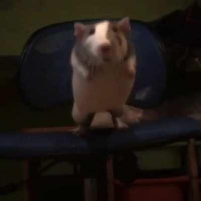My rat’s great jump
