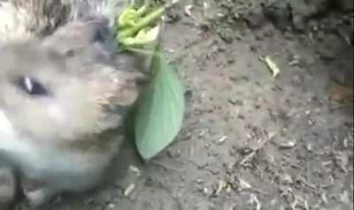 A soya seed fell into a rat's open wound and germinated