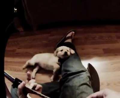 My sweet guy crossed the rainbow bridge after 11 years with us. Hereâs a video of him as a puppy; never ran away even while I played terribly.