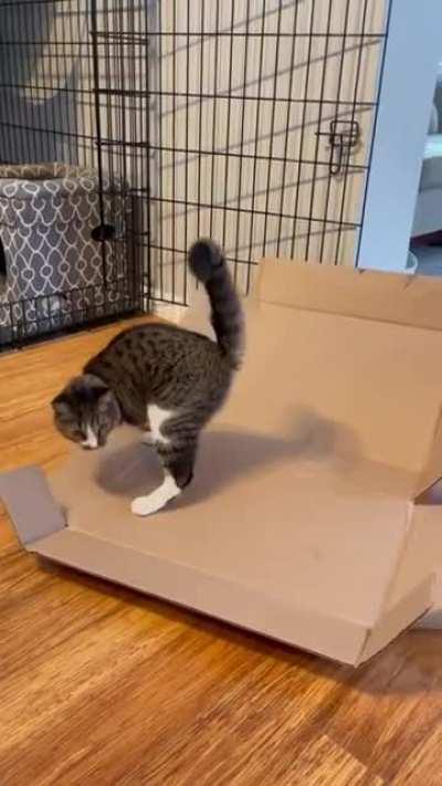 All the dinosaurs feared the T Rex