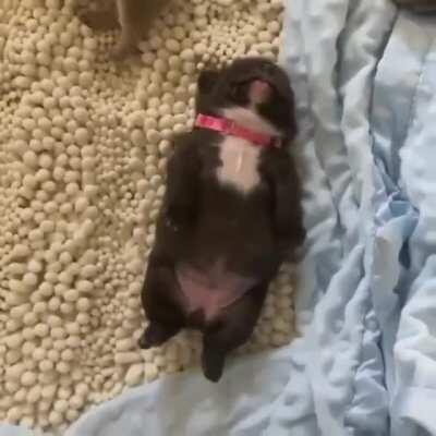 Dreaming puppy